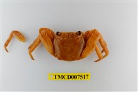 藏品(白紋方蟹)的圖片